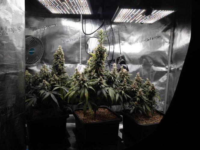 Colombian Jack. Week 15