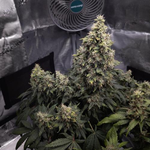 Colombian Jack. Week 15