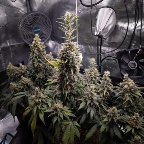 Colombian Jack. Week 15