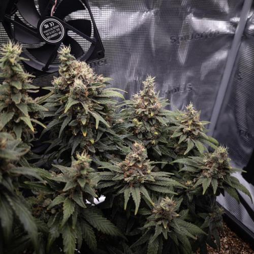 Colombian Jack. Week 15