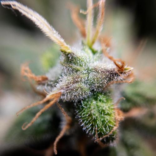 Colombian Jack. Week 15