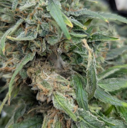 Colombian Jack. Week 15