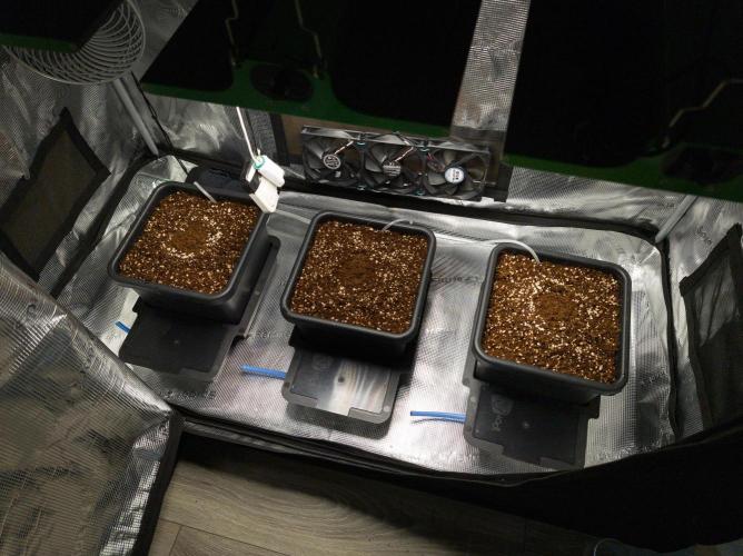 Sativa grow. Week 0
