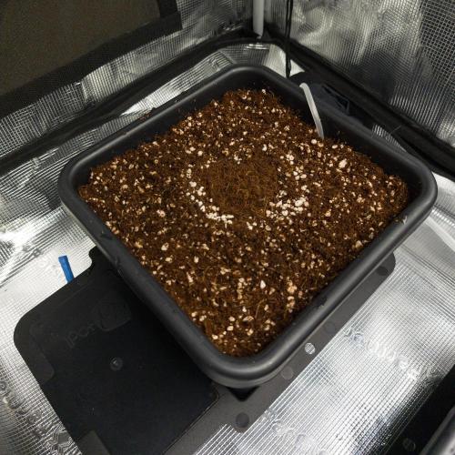 Sativa grow. Week 0