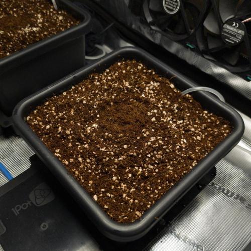 Sativa grow. Week 0