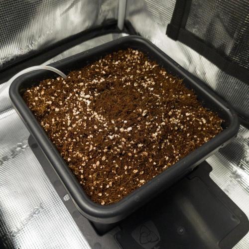 Sativa grow. Week 0