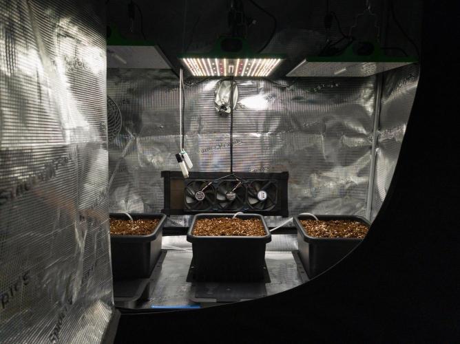 Sativa grow. Week 0