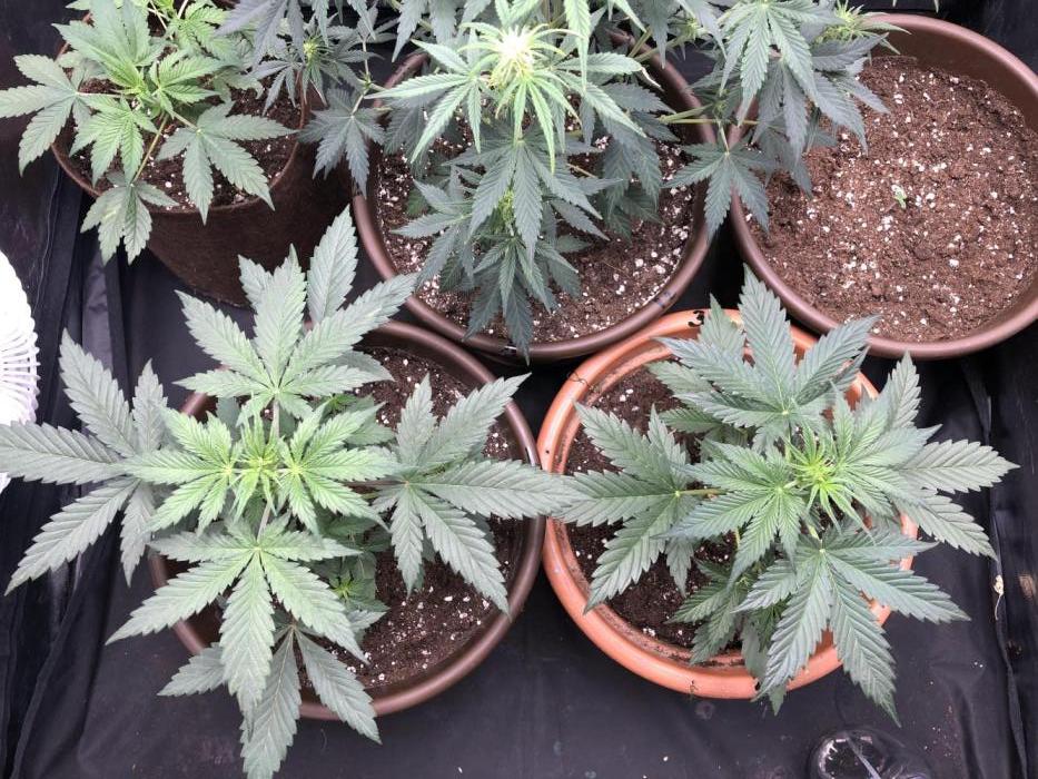 Purple room 1. Week 3