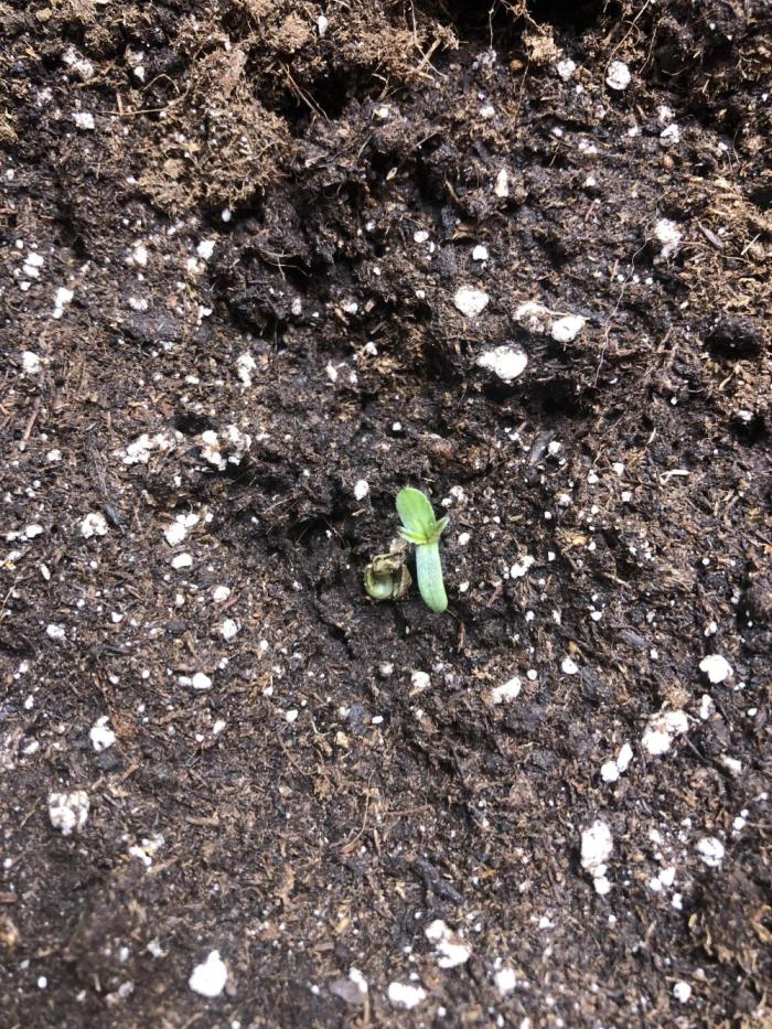 Purple room 1. Week 0