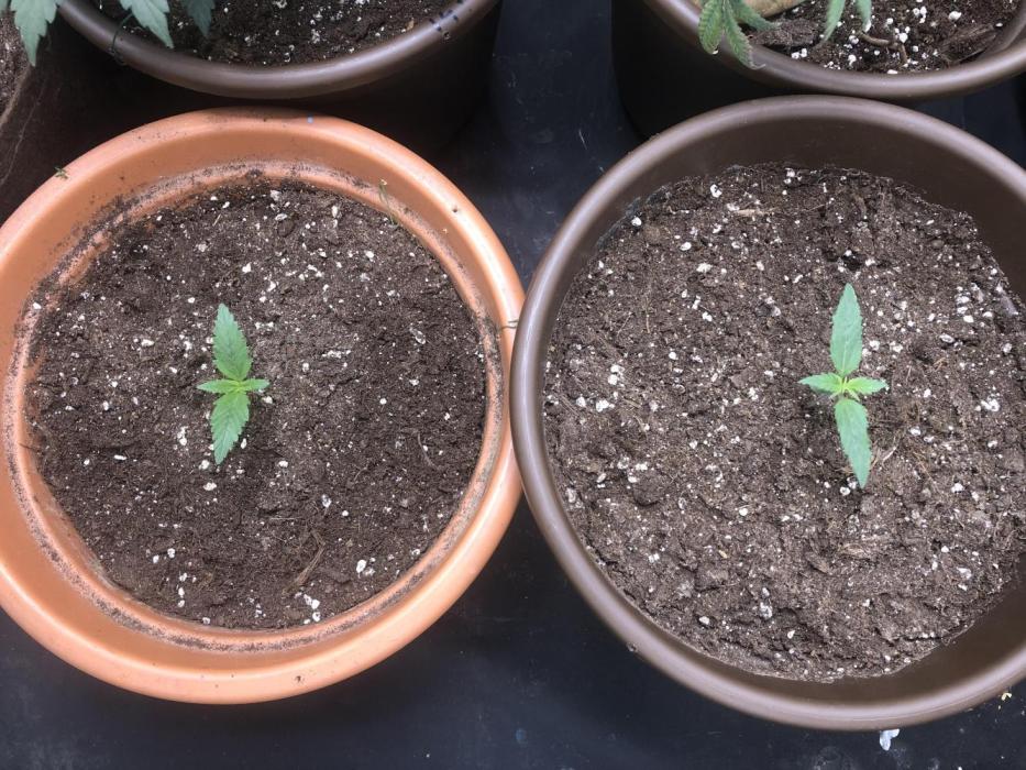 Purple room 1. Week 1