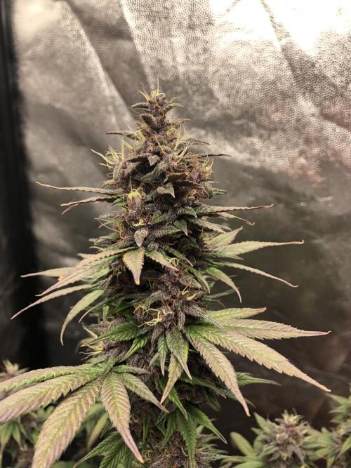 Purple kush. Week 4