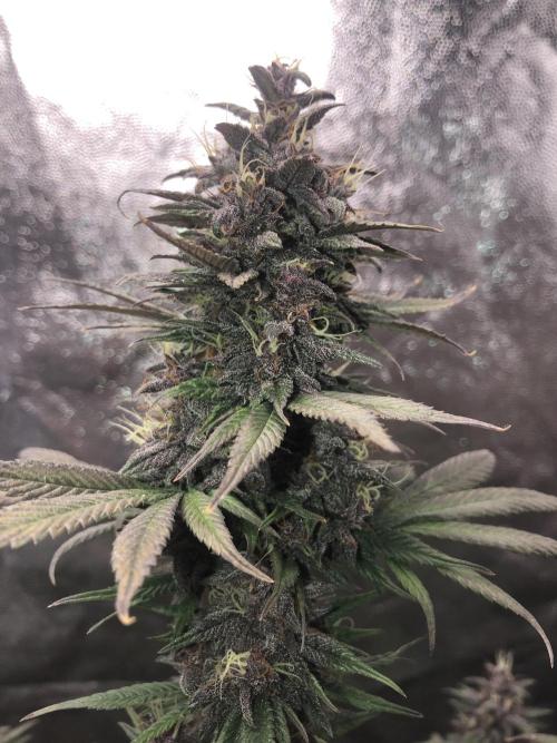 Purple kush. Week 5