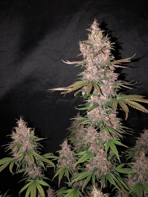 Purple kush. Week 6