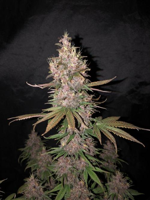 Purple kush. Week 6