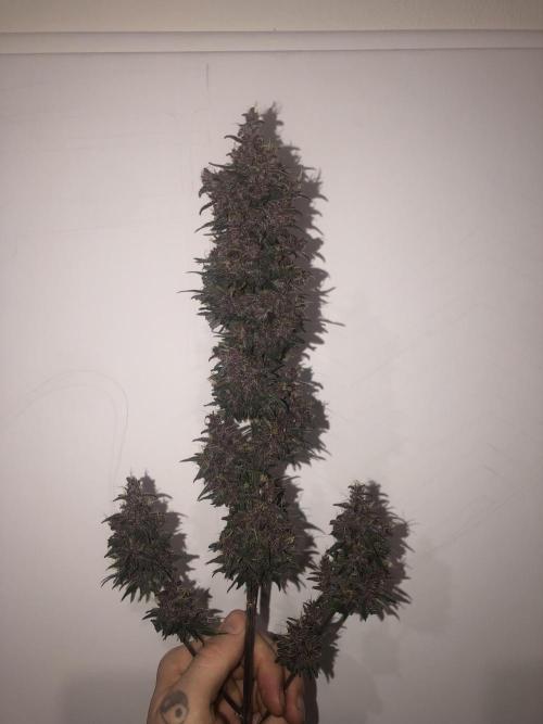 Purple kush. Week 7