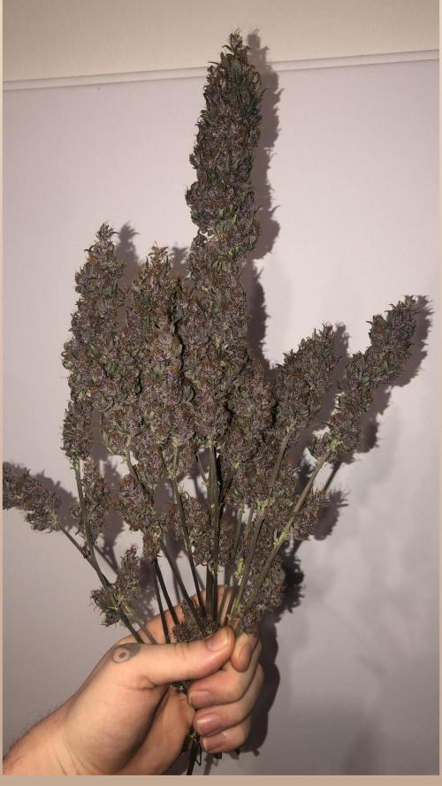 Purple kush. Week 7