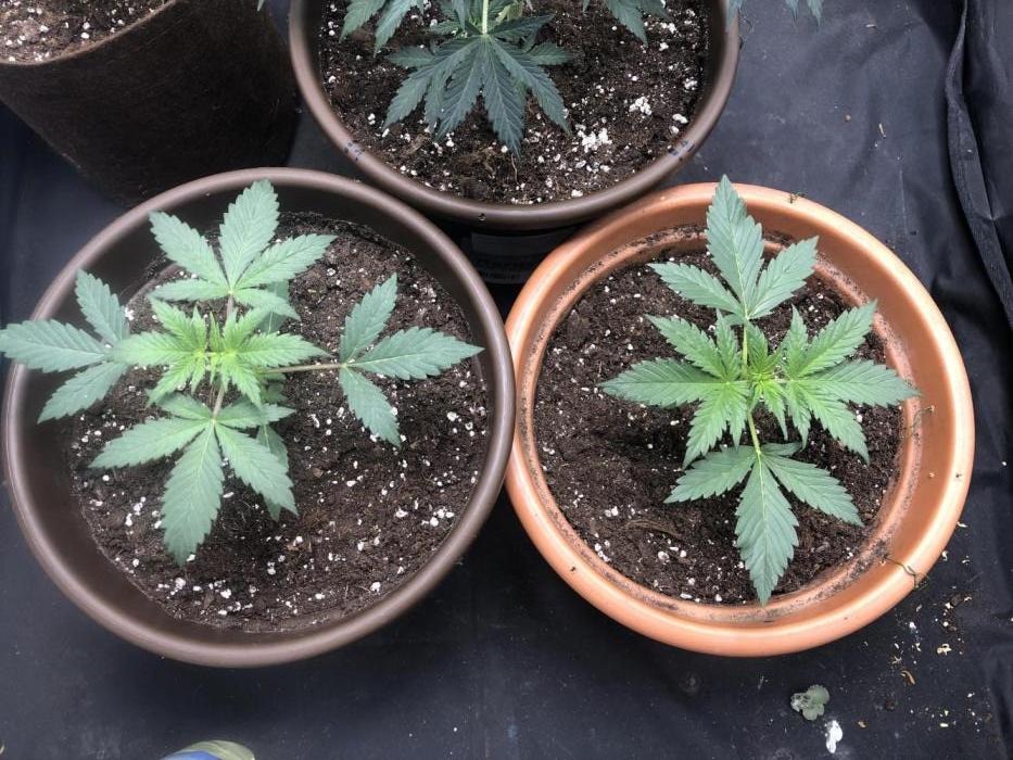 Purple room 1. Week 2 - ☯️