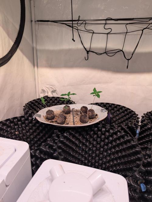 New Years Run. Week 1