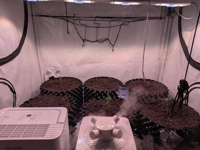 New Years Run. Week 1 - 13.1.26