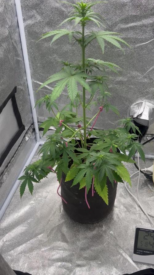 Papaya_FB