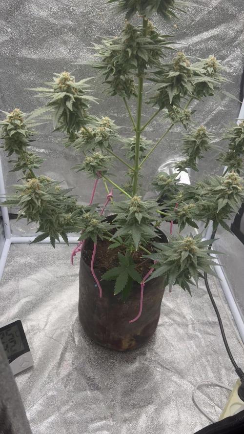 Papaya_FB