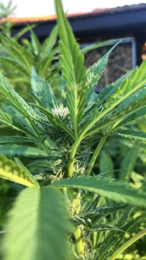 Solfire Outdoor