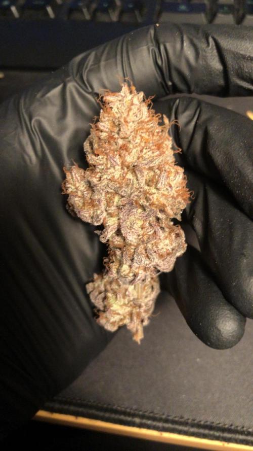 Bloom Hashrun. Week 30 - Tmg#3 dried. Taste like berrys, very fruity with almost no cure