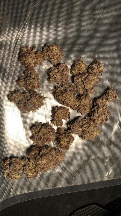 Bloom Hashrun. Week 30 - Tmg#3 dried