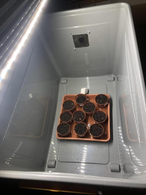 Phenohunt Raw Gen & Grounded Gen. Week 0 - Selfmade Box with 20W lighting and airflow thats turned off for now