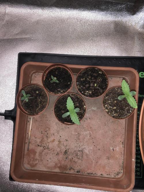 Phenohunt Raw Gen & Grounded Gen. Week 1