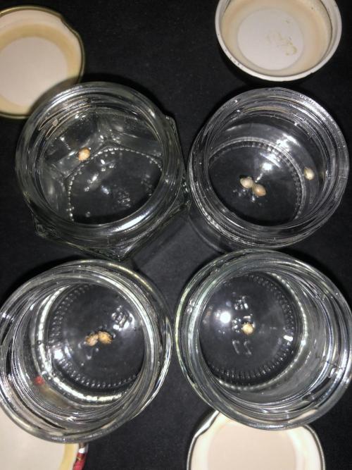 Phenohunt Raw Gen & Grounded Gen. Week 1