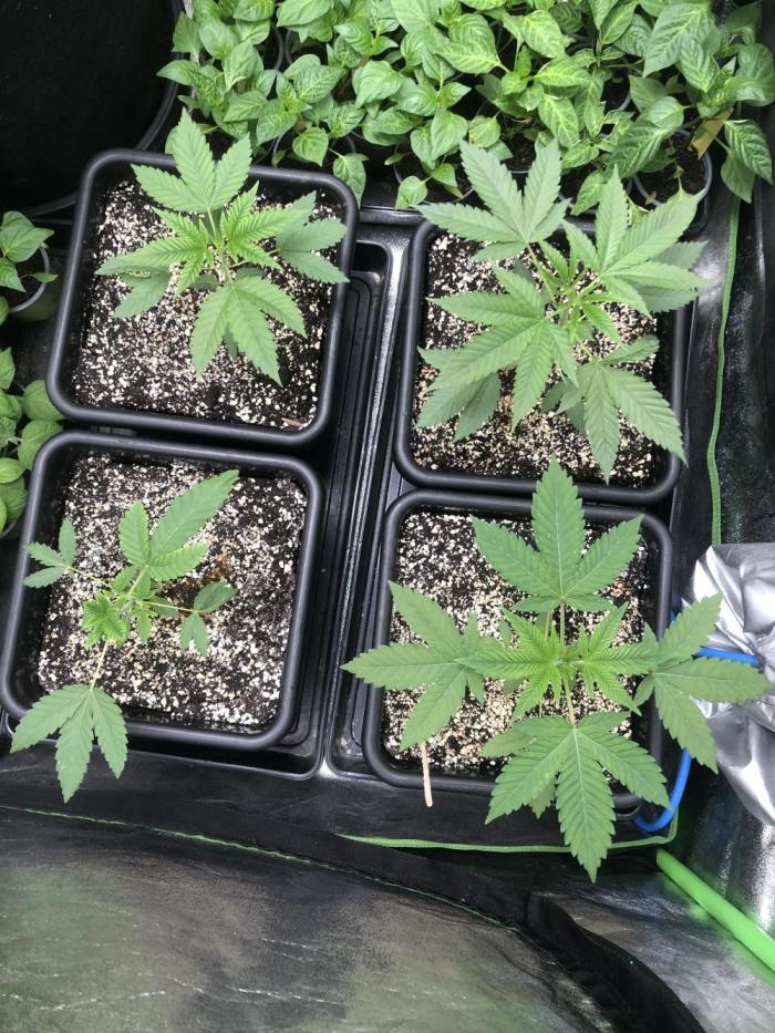 Raw Gen & Grounded Gen. Week 5