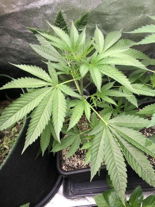 Raw Gen & Grounded Gen. Week 7 - Gnarvana #1