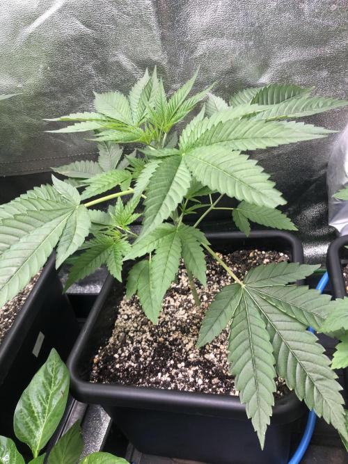 Raw Gen & Grounded Gen. Week 7 - Gnarvana #2