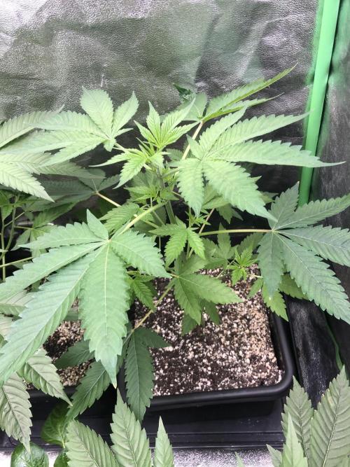 Raw Gen & Grounded Gen. Week 7 - Pink Poochie