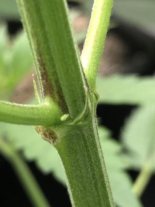 Raw Gen & Grounded Gen & Shuga Seeds. Week 8 - Gnarvana #1 seems to be male