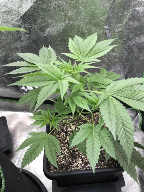 Raw Gen & Grounded Gen & Shuga Seeds. Week 8 - Gnarvana #2