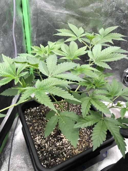 Raw Gen & Grounded Gen & Shuga Seeds. Week 8 - Amarena Cherry
