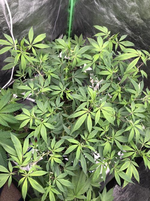 Raw Gen & Grounded Gen & Shuga Seeds. Week 8 - Gucci Bang