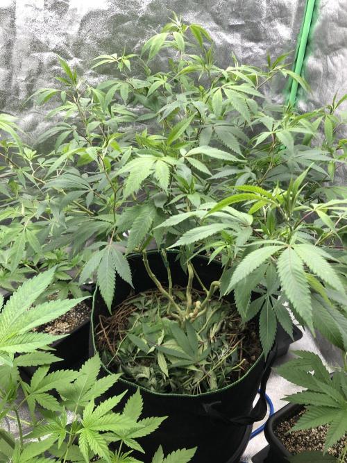 Raw Gen & Grounded Gen & Shuga Seeds. Week 8