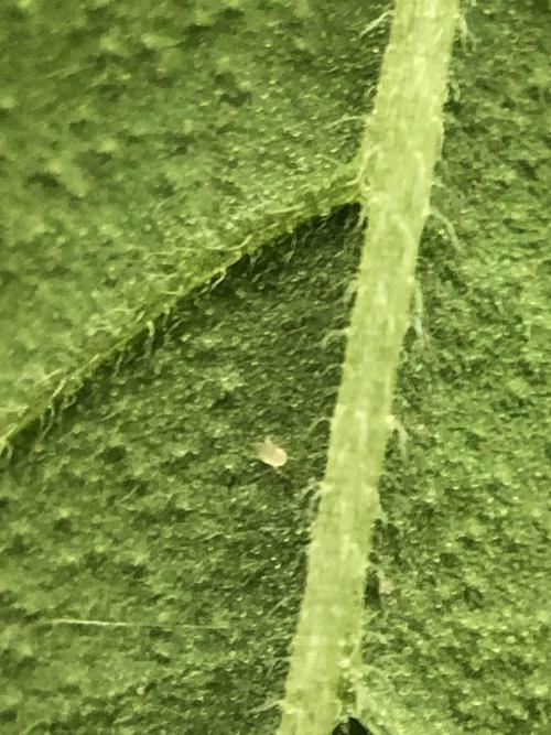 Raw Gen & Grounded Gen & Shuga Seeds. Week 8 - got some spidermites trying to settle down, so i ordered some predator mites