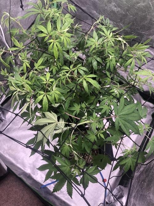 Grounded Gen & Shuga Seeds. Week 10 - hole tent with scrog net