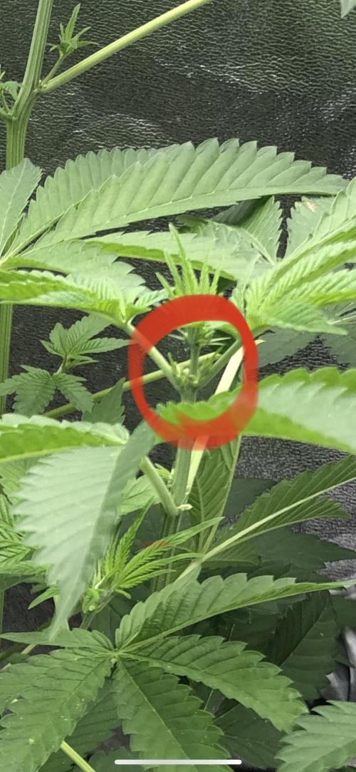 Grounded Gen & Shuga Seeds. Week 10 - Amarena Cherry pollen sacks