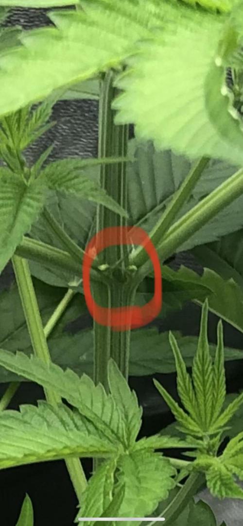 Grounded Gen & Shuga Seeds. Week 10 - Gnarvana #2 pollen sacks