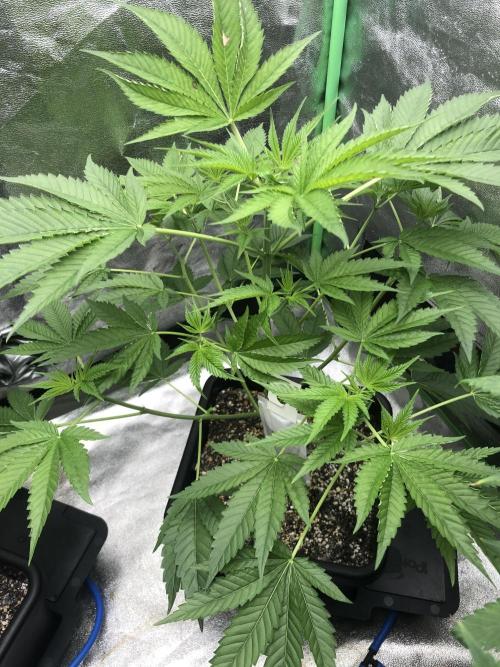 Grounded Gen & Shuga Seeds. Week 10 - Gnarvana #2