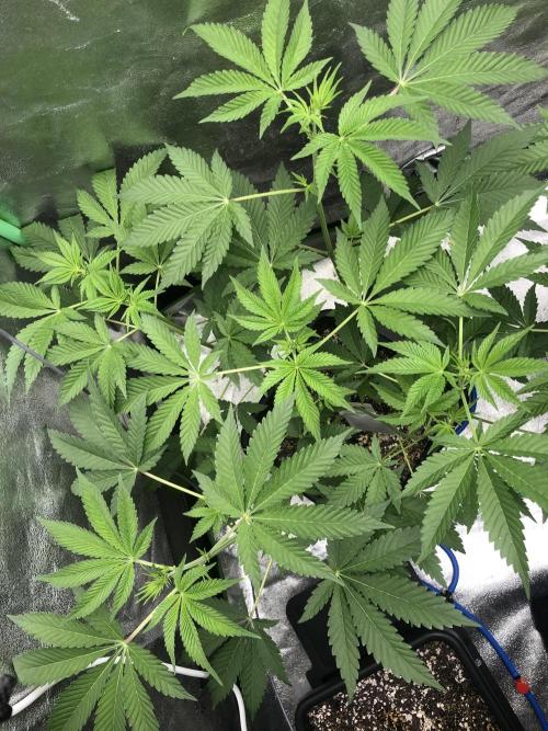 Grounded Gen & Shuga Seeds. Week 10 - Amarena Cherry