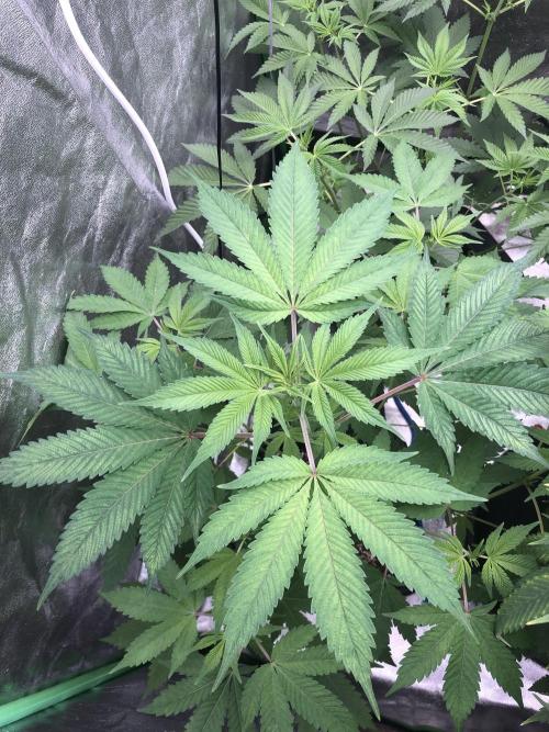 Grounded Gen & Shuga Seeds. Week 10 - Pink Poochies