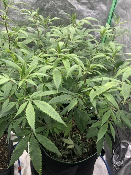 Grounded Gen & Shuga Seeds. Week 10 - Gucci Bang