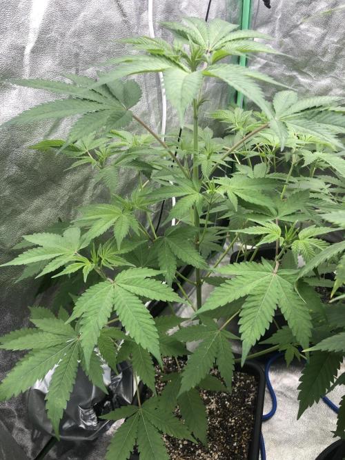 Grounded Gen & Shuga Seeds. Week 10 - Pink Poochies