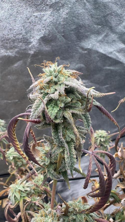 Grounded Gen & Shuga Seeds. Week 17 - Guccibang